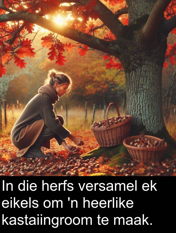herfs: In die herfs versamel ek eikels om 'n heerlike kastaiingroom te maak.