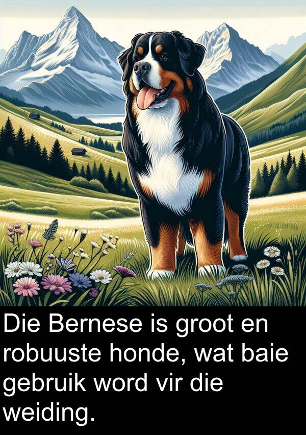 honde: Die Bernese is groot en robuuste honde, wat baie gebruik word vir die weiding.