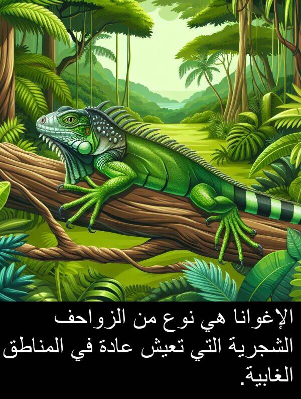 عادة: الإغوانا هي نوع من الزواحف الشجرية التي تعيش عادة في المناطق الغابية.