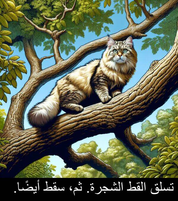 سقط: تسلق القط الشجرة. ثم، سقط أيضًا.