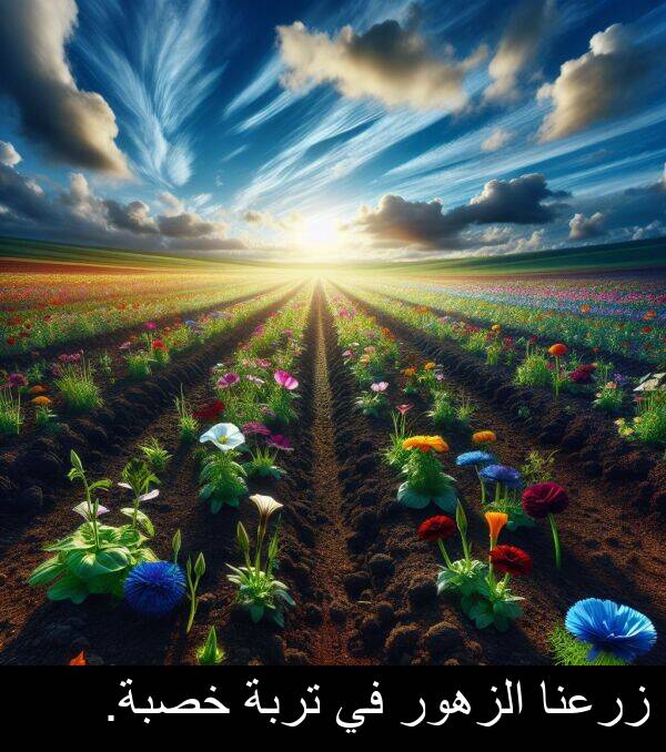 زرعنا: زرعنا الزهور في تربة خصبة.