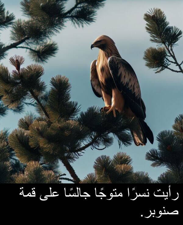رأيت: رأيت نسرًا متوجًا جالسًا على قمة صنوبر.