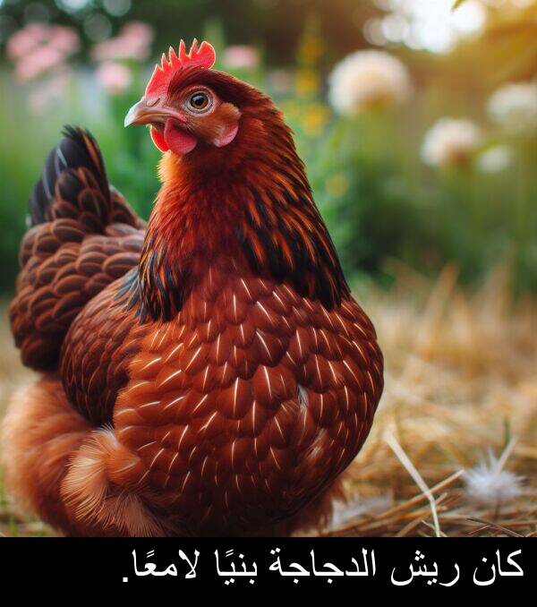 لامعًا: كان ريش الدجاجة بنيًا لامعًا.