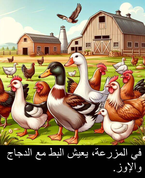 والإوز: في المزرعة، يعيش البط مع الدجاج والإوز.
