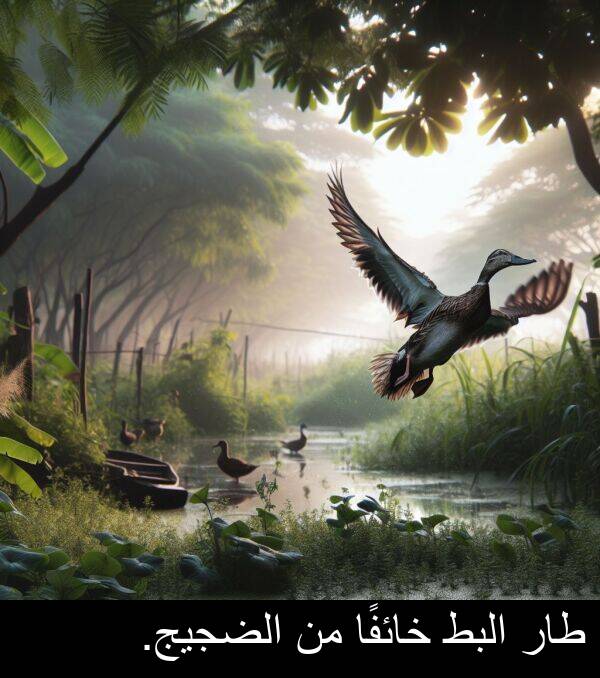 طار: طار البط خائفًا من الضجيج.