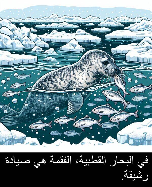 صيادة: في البحار القطبية، الفقمة هي صيادة رشيقة.