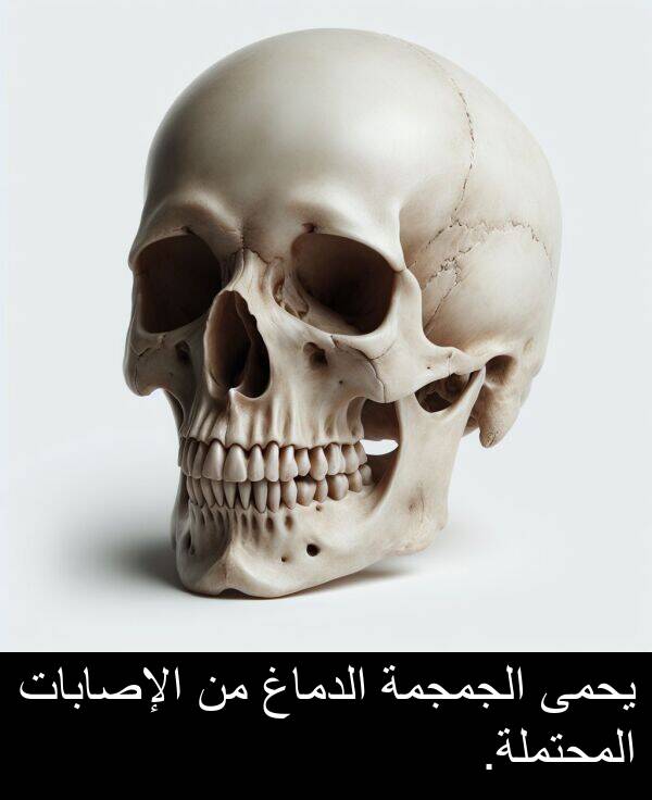 يحمى: يحمى الجمجمة الدماغ من الإصابات المحتملة.