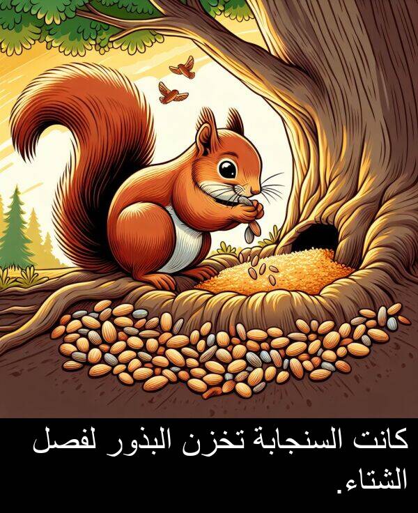لفصل: كانت السنجابة تخزن البذور لفصل الشتاء.