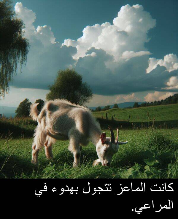 الماعز: كانت الماعز تتجول بهدوء في المراعي.