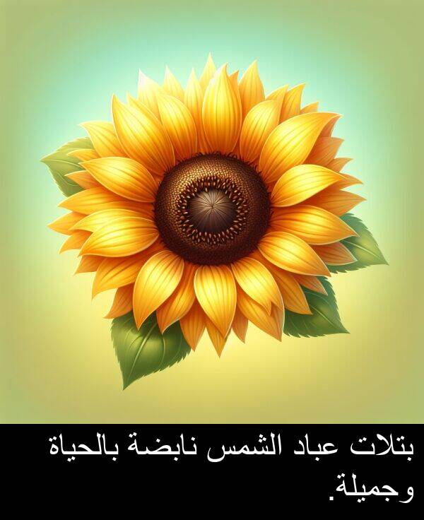 عباد: بتلات عباد الشمس نابضة بالحياة وجميلة.