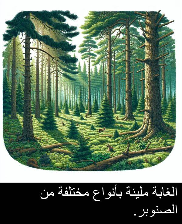 بأنواع: الغابة مليئة بأنواع مختلفة من الصنوبر.