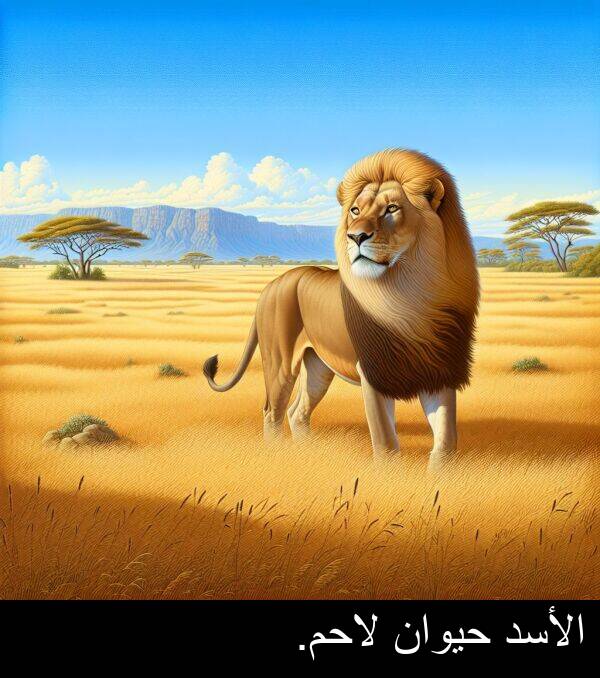 لاحم: الأسد حيوان لاحم.