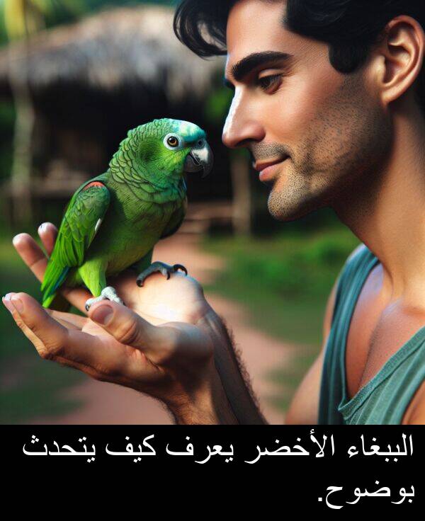 كيف: الببغاء الأخضر يعرف كيف يتحدث بوضوح.