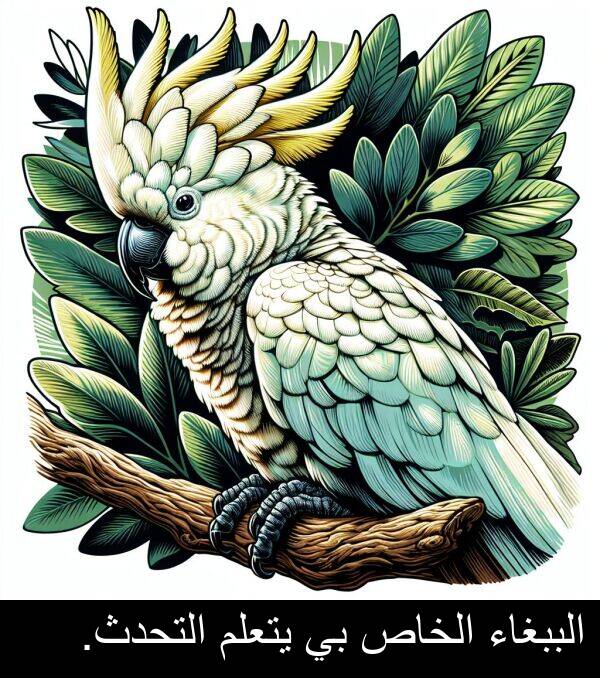 الببغاء: الببغاء الخاص بي يتعلم التحدث.