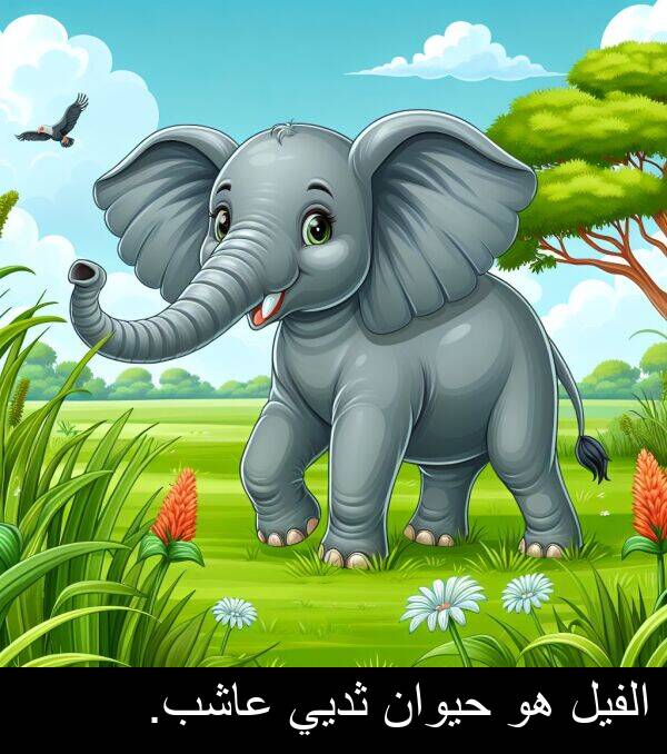 عاشب: الفيل هو حيوان ثديي عاشب.