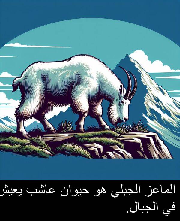 عاشب: الماعز الجبلي هو حيوان عاشب يعيش في الجبال.