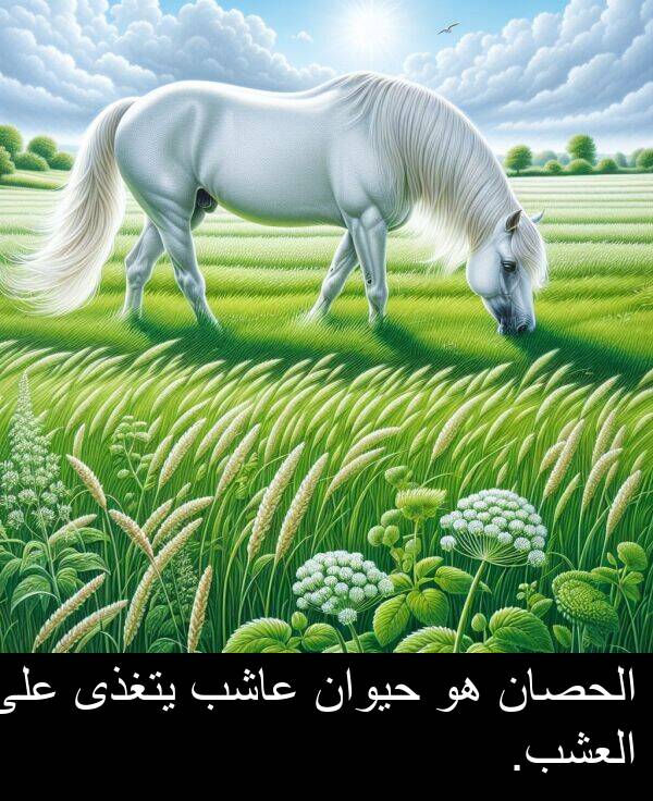 عاشب: الحصان هو حيوان عاشب يتغذى على العشب.