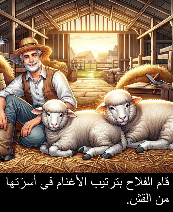 قام: قام الفلاح بترتيب الأغنام في أسرّتها من القش.