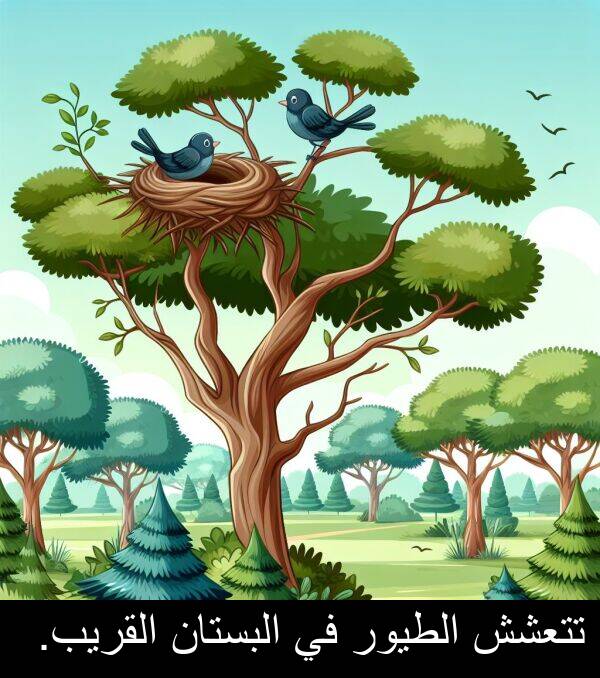البستان: تتعشش الطيور في البستان القريب.