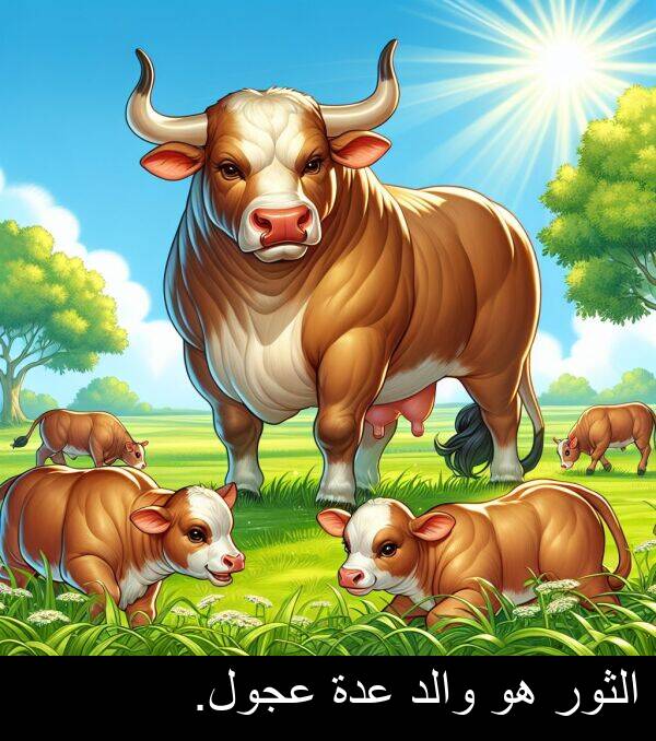 عدة: الثور هو والد عدة عجول.