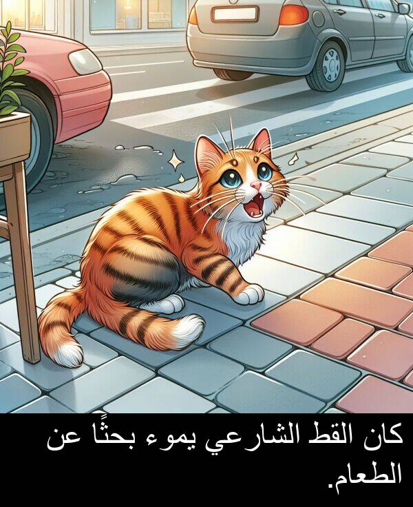 الطعام: كان القط الشارعي يموء بحثًا عن الطعام.