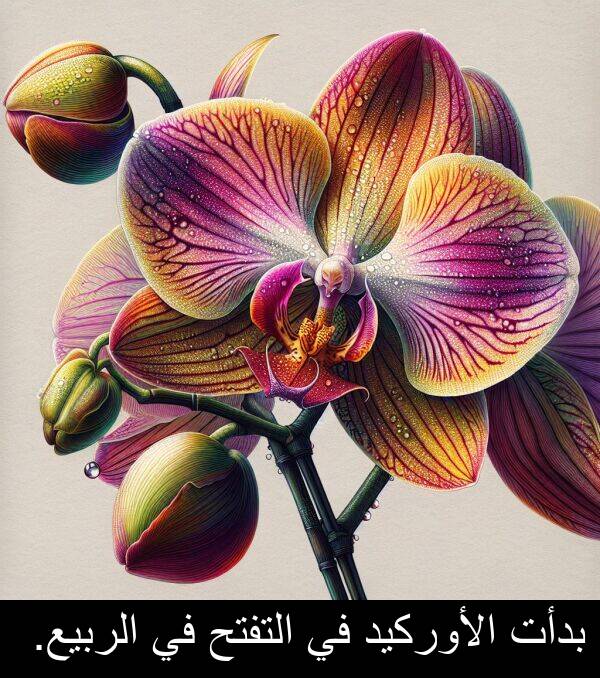 بدأت: بدأت الأوركيد في التفتح في الربيع.