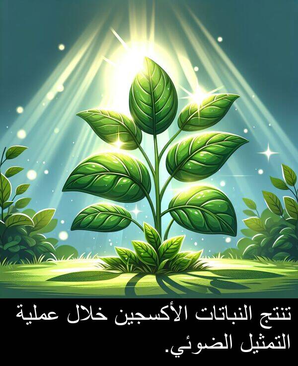 النباتات: تنتج النباتات الأكسجين خلال عملية التمثيل الضوئي.