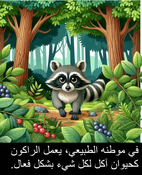 كحيوان: في موطنه الطبيعي، يعمل الراكون كحيوان آكل لكل شيء بشكل فعال.