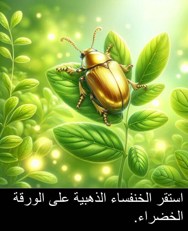 استقر: استقر الخنفساء الذهبية على الورقة الخضراء.