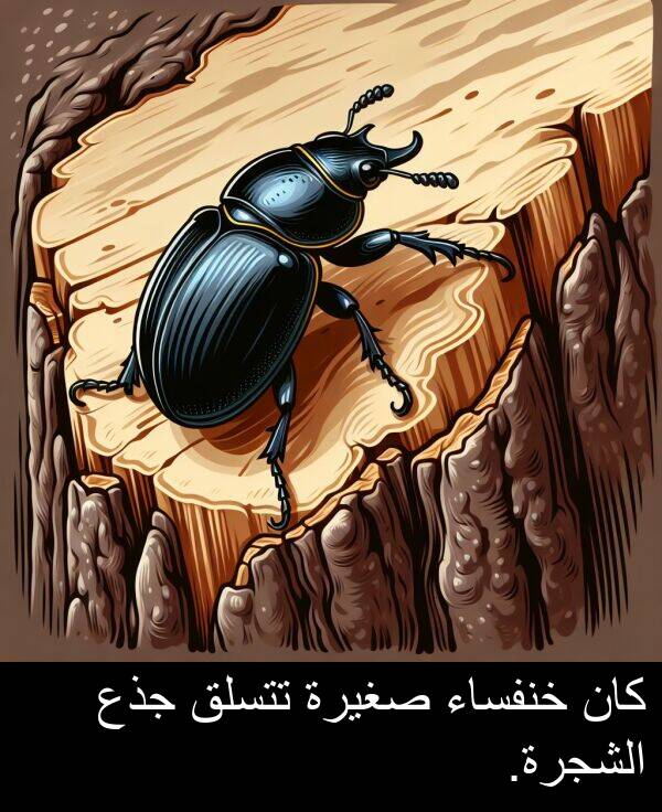 صغيرة: كان خنفساء صغيرة تتسلق جذع الشجرة.