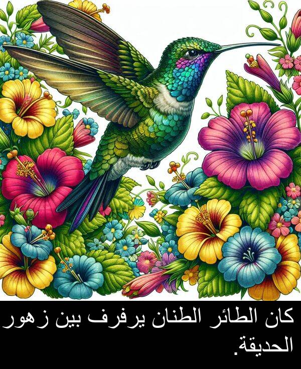 زهور: كان الطائر الطنان يرفرف بين زهور الحديقة.