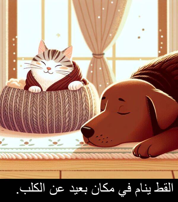 القط: القط ينام في مكان بعيد عن الكلب.