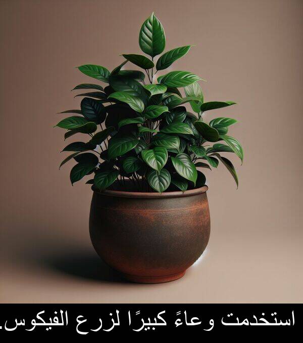 لزرع: استخدمت وعاءً كبيرًا لزرع الفيكوس.
