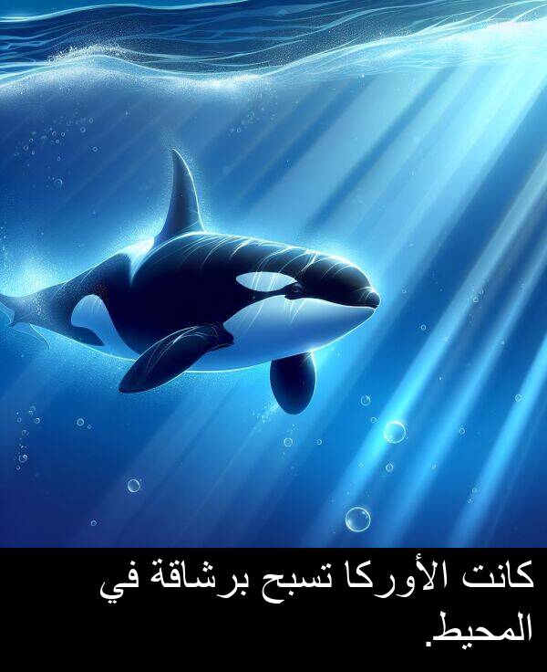 المحيط: كانت الأوركا تسبح برشاقة في المحيط.