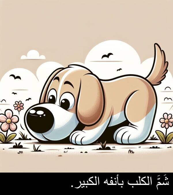 شَمَّ: شَمَّ الكلب بأنفه الكبير.