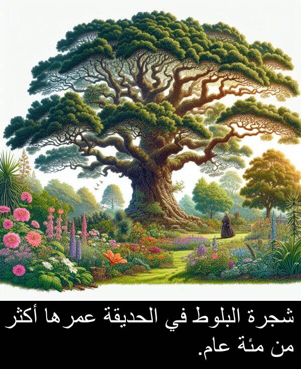 عمرها: شجرة البلوط في الحديقة عمرها أكثر من مئة عام.