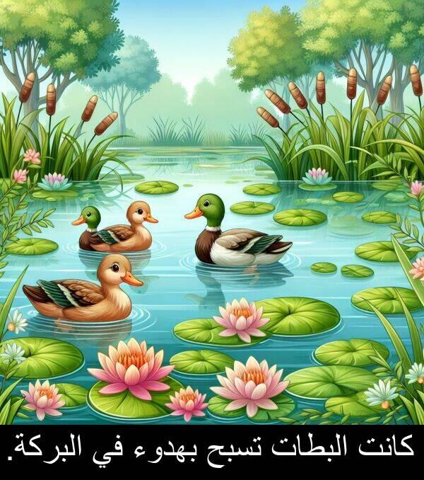 البركة: كانت البطات تسبح بهدوء في البركة.
