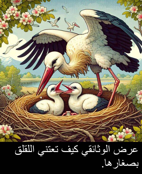 كيف: عرض الوثائقي كيف تعتني اللقلق بصغارها.