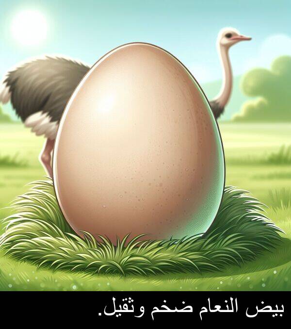 ضخم: بيض النعام ضخم وثقيل.