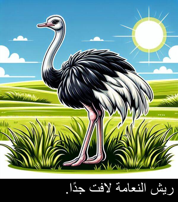 لافت: ريش النعامة لافت جدًا.