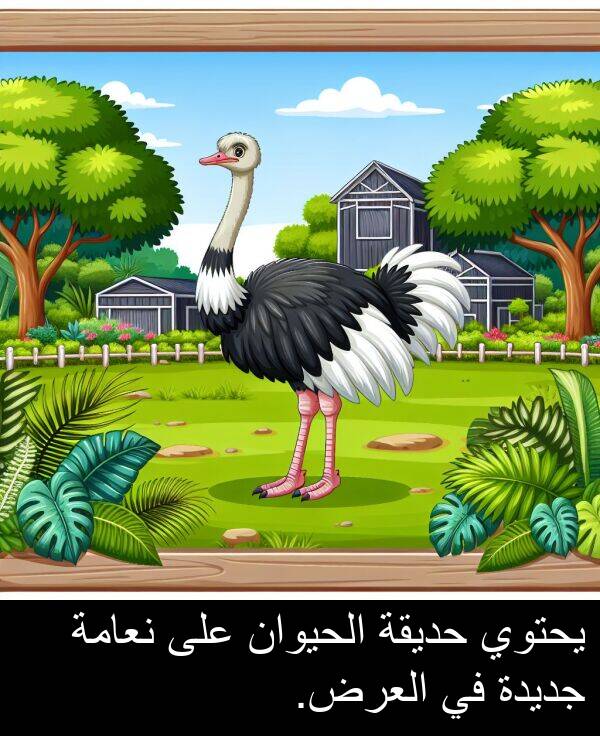 يحتوي: يحتوي حديقة الحيوان على نعامة جديدة في العرض.