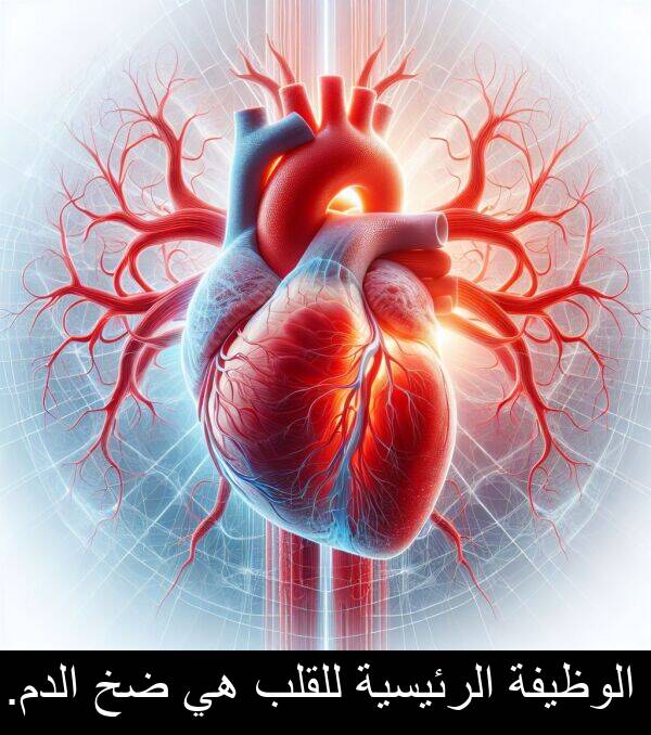للقلب: الوظيفة الرئيسية للقلب هي ضخ الدم.