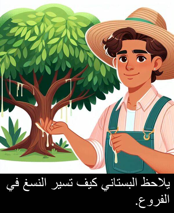 كيف: يلاحظ البستاني كيف تسير النسغ في الفروع.