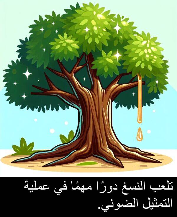 دورًا: تلعب النسغ دورًا مهمًا في عملية التمثيل الضوئي.