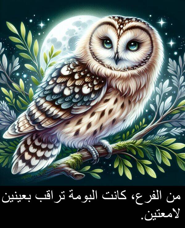 لامعتين: من الفرع، كانت البومة تراقب بعينين لامعتين.
