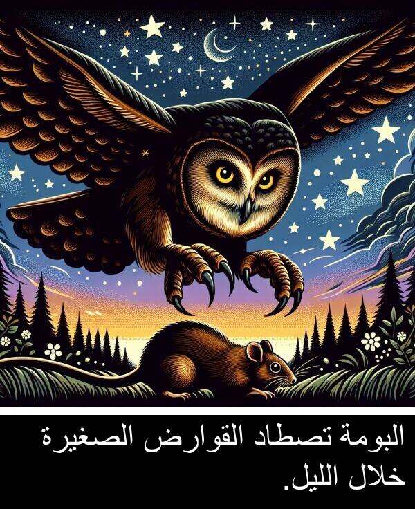 خلال: البومة تصطاد القوارض الصغيرة خلال الليل.