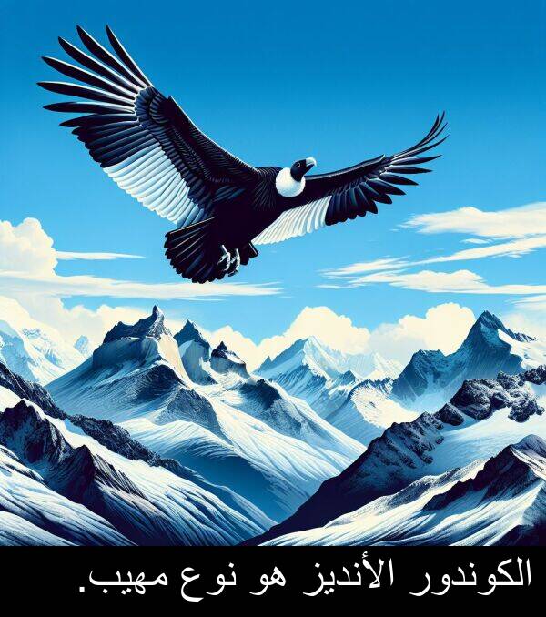 الكوندور: الكوندور الأنديز هو نوع مهيب.