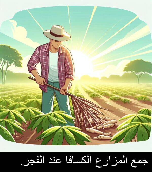 عند: جمع المزارع الكسافا عند الفجر.