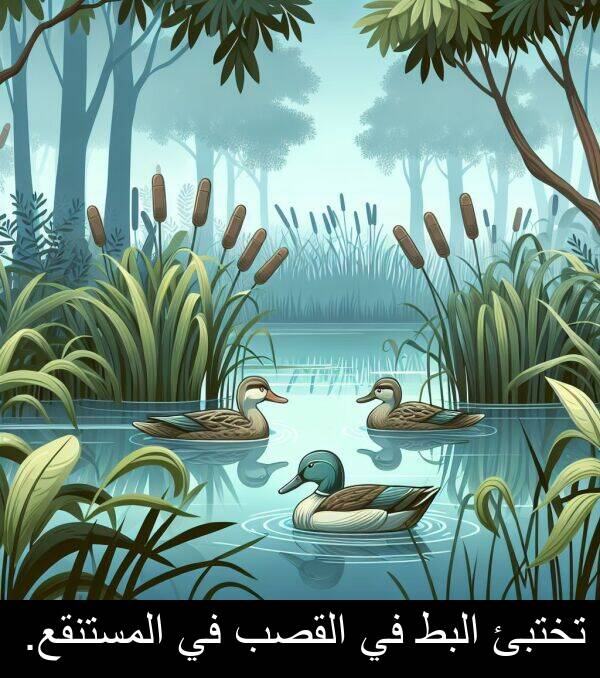 المستنقع: تختبئ البط في القصب في المستنقع.