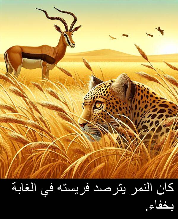 يترصد: كان النمر يترصد فريسته في الغابة بخفاء.
